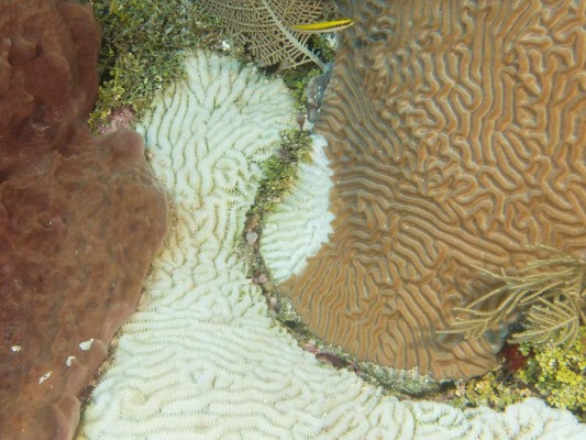 Preocupa enfermedad letal en arrecifes de coral en Roatán